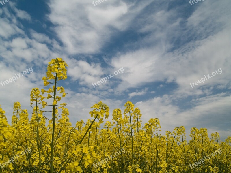 Flowers Daisy Wild Flower Yellow Summer Plant