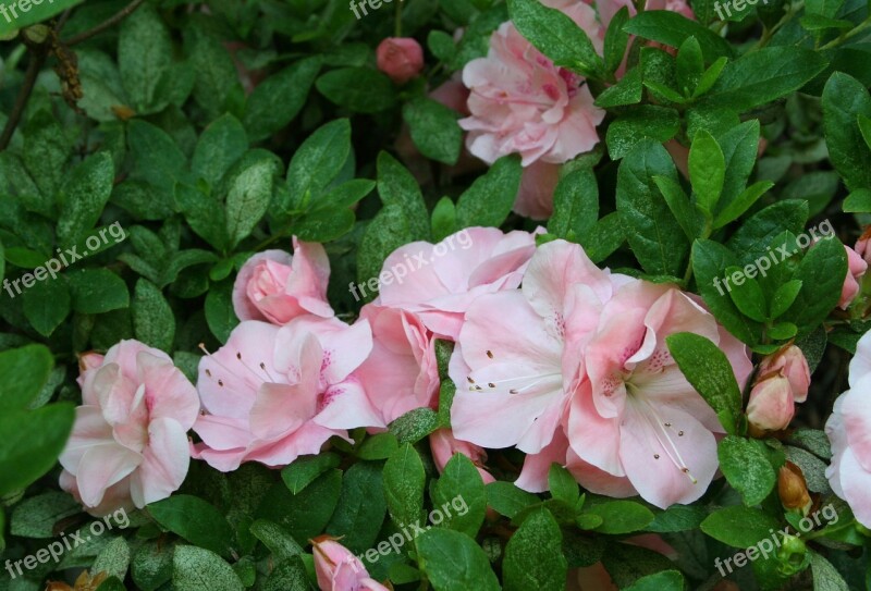 Flowers Group Cluster Bunch Pink