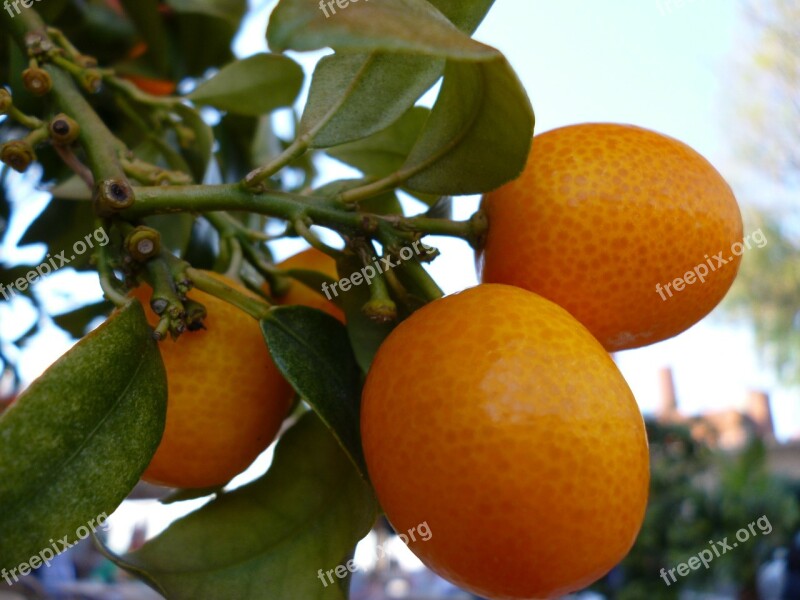 Orange Tree Fruits Plant Free Photos