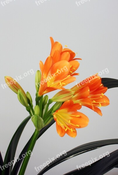 Clivia Miniata Belt Sheet Klivie Free Photos