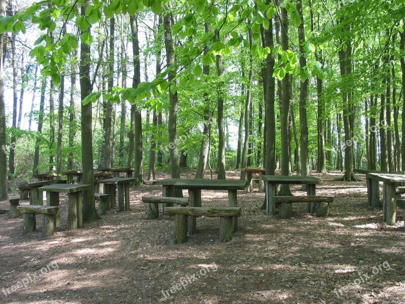 Forest Benches Green Hare School Free Photos