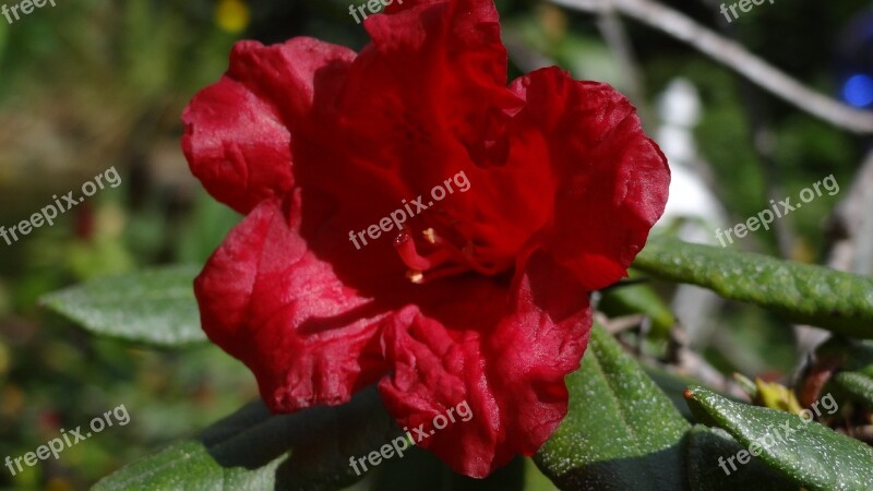 Rhododendron Red Rhododendron Bud Blossom Bloom