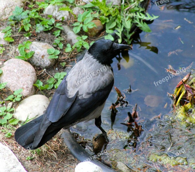 Animal Bird Crow Free Photos