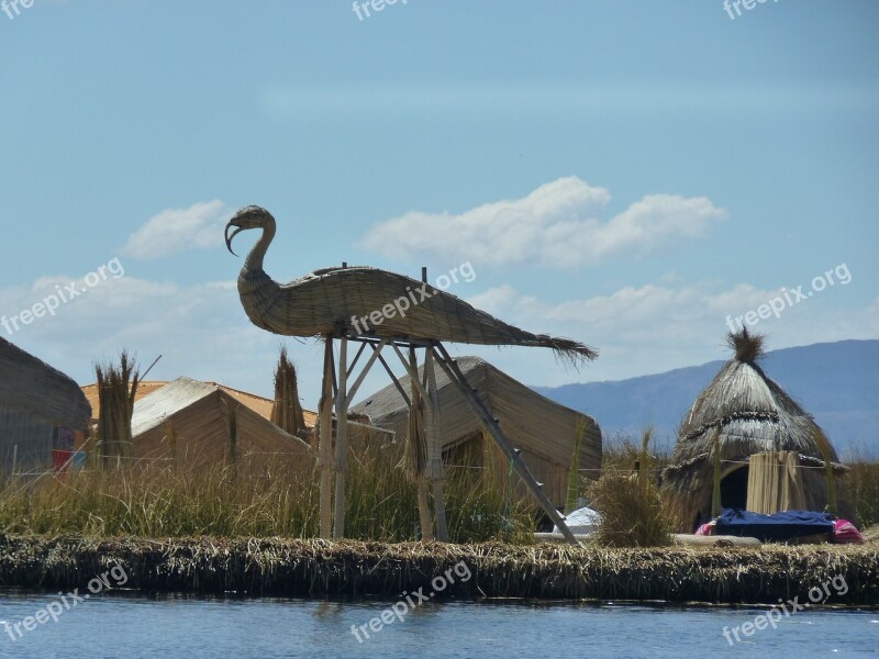 Reed Totoraschilf Reed Island Rush Lake Titicaca