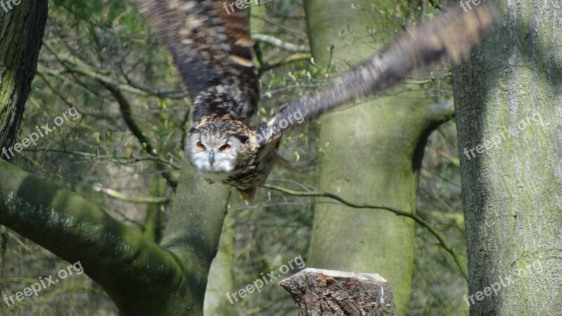 Owl Eagle Owl Forest Night Bird