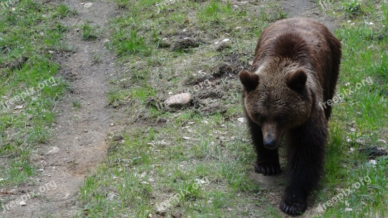 Bear Mammals Teddy Forest Forests