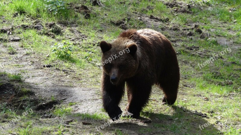 Bear Mammals Teddy Forest Forests