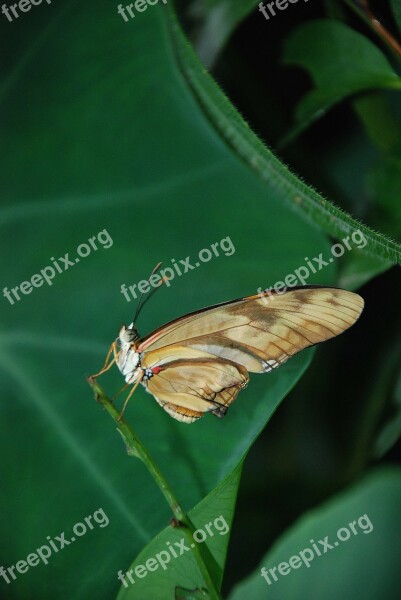 Dryas Julia A Julia Longwing Orange Butterfly Bug Insect