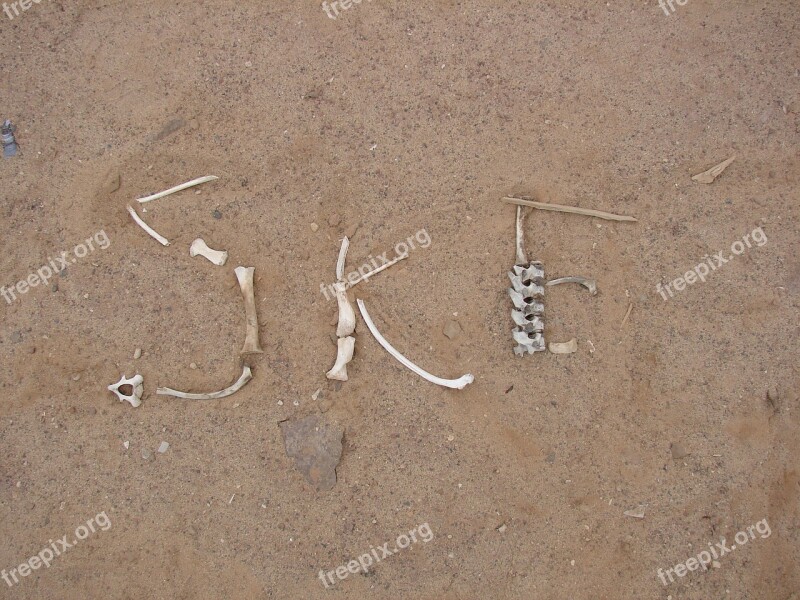 Skeleton Coast Desert Bone Free Photos