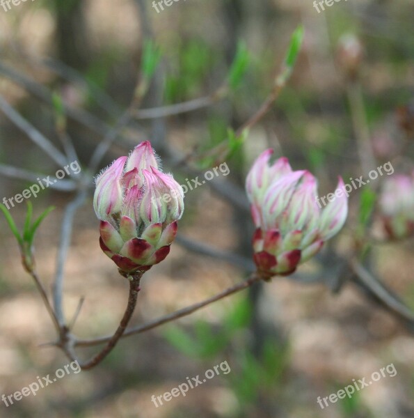 Wild Mountain Laurel Flower Buds