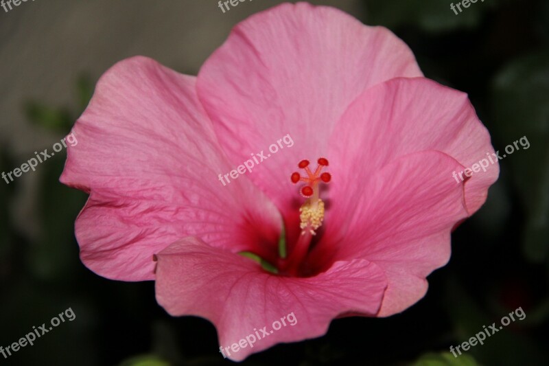 Spring Blossom Bloom Hibiscus Free Photos