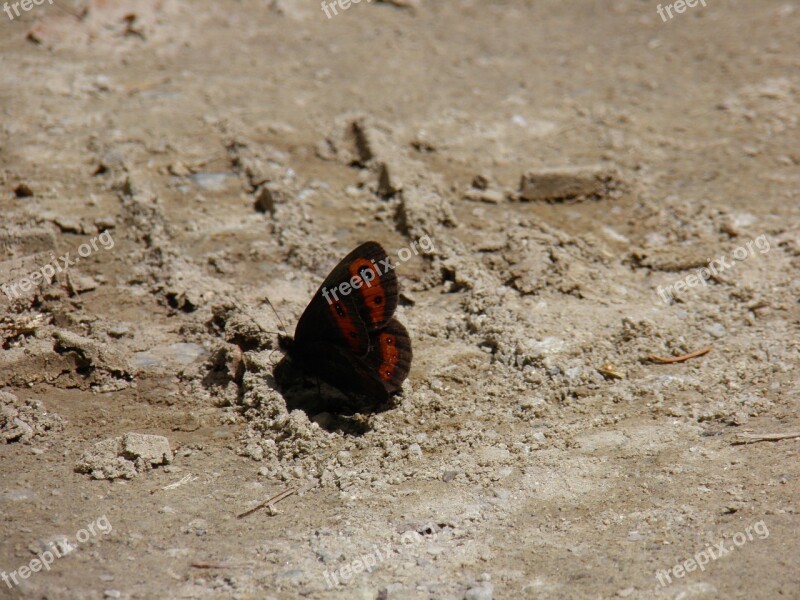 Butterfly Butterflies Sand Free Photos