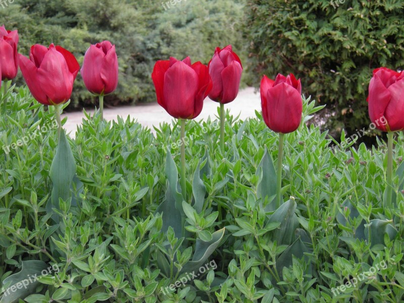 Tulips Flower Tulip Free Photos