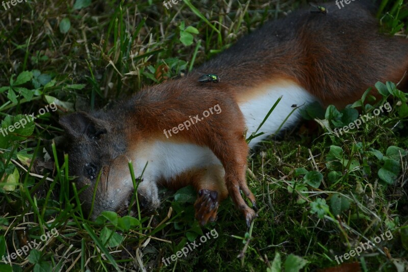 Dead Squirrel Squirrel Animal Dead Animal Wildlife