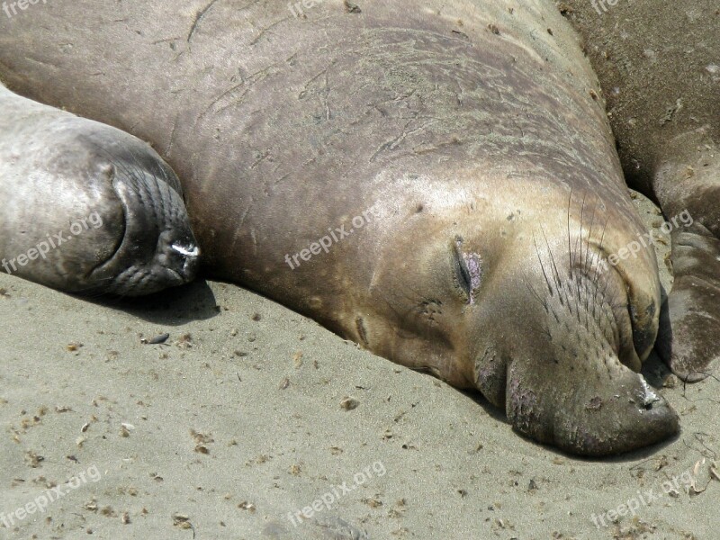 Sea Lions California Highwag Nr 1 Free Photos