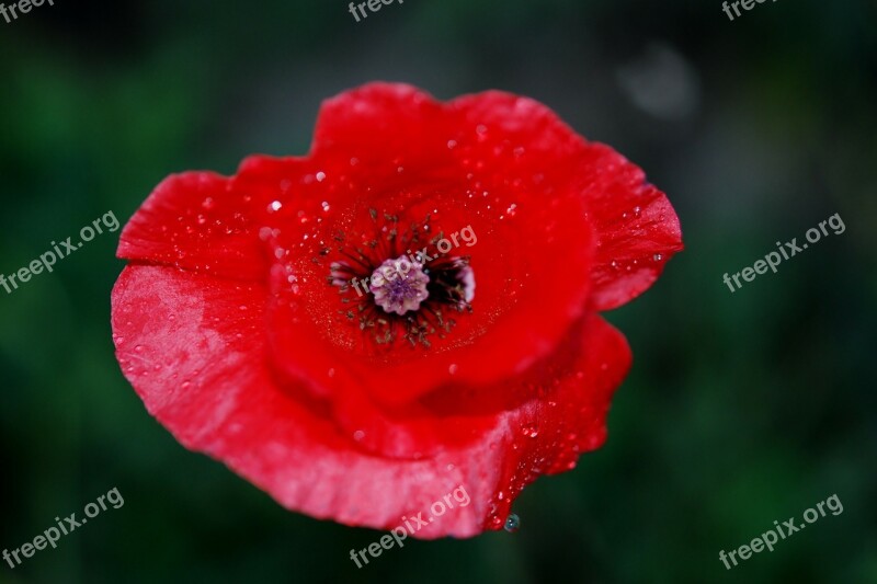 Flower Nature Macro Poppy Red