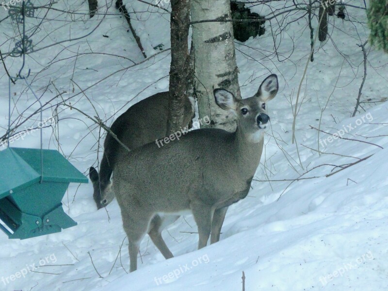 Deer Winter Backyard Snow Wildlife