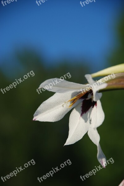 White Flower Nature Sunny Bloom