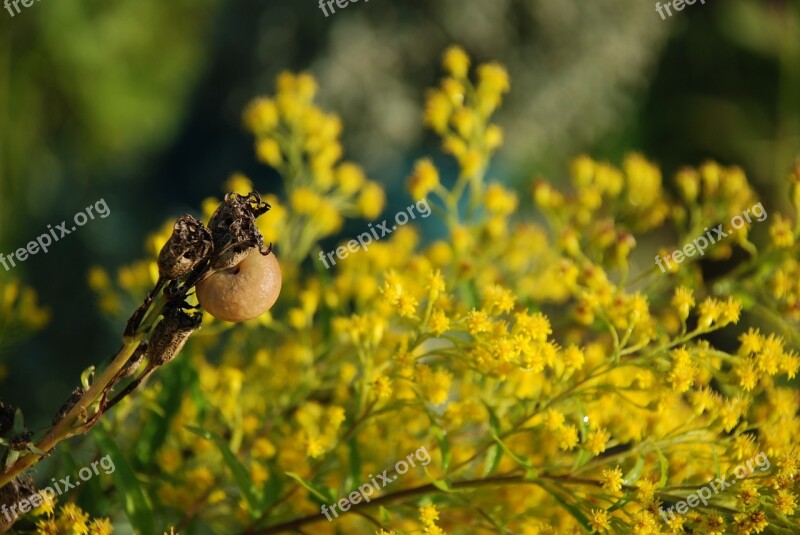 Berry Flowers Yellow Nature Bloom