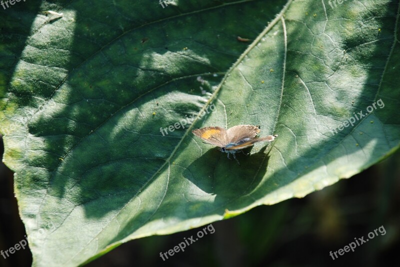 Animal Flower Leaf Nature Green