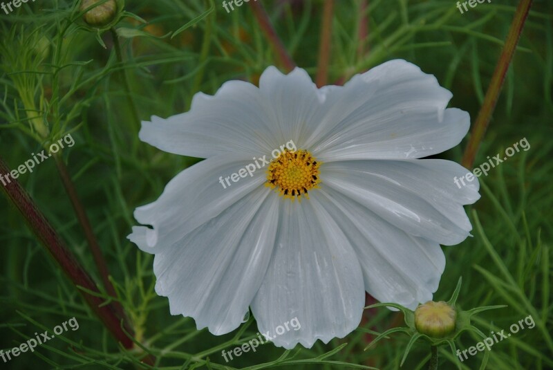 Flower Bouquet White Anemones Leaf