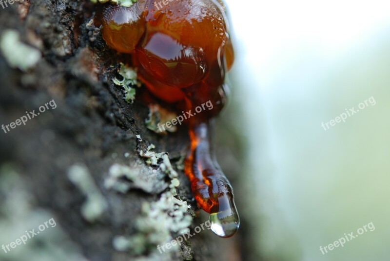 Wood Wax Detail Ant Fence