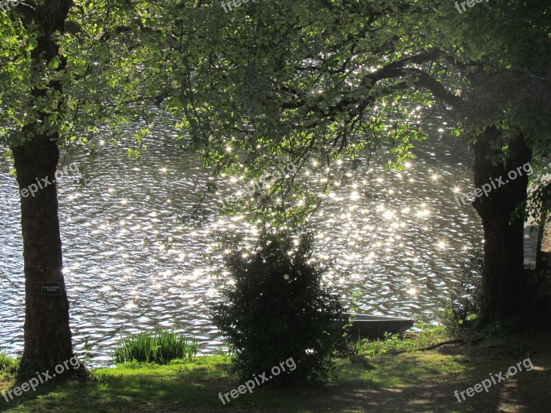 Water Sparkle Tree Lake Free Photos