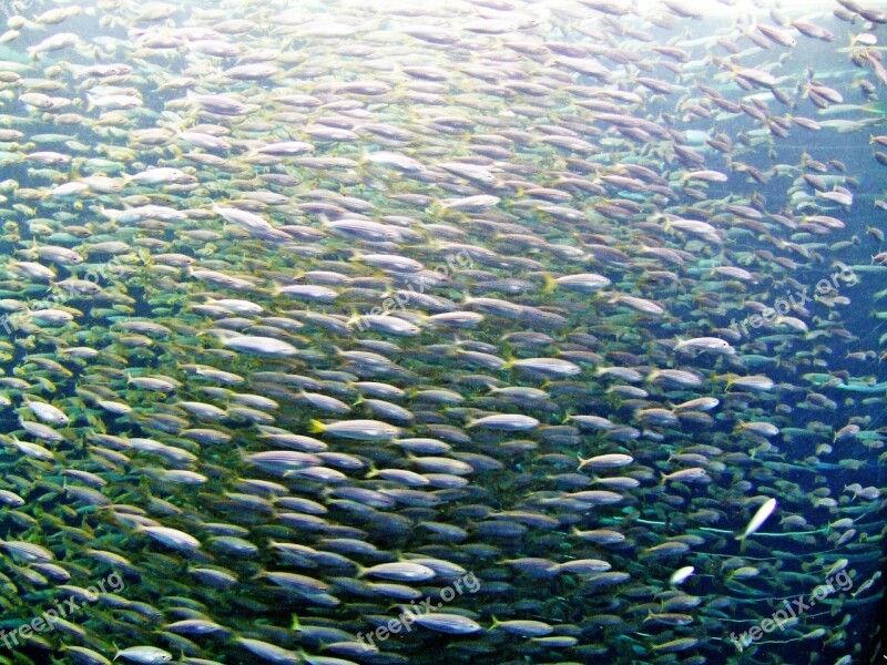 Fish Sea Ocean Fish Swarm Free Photos