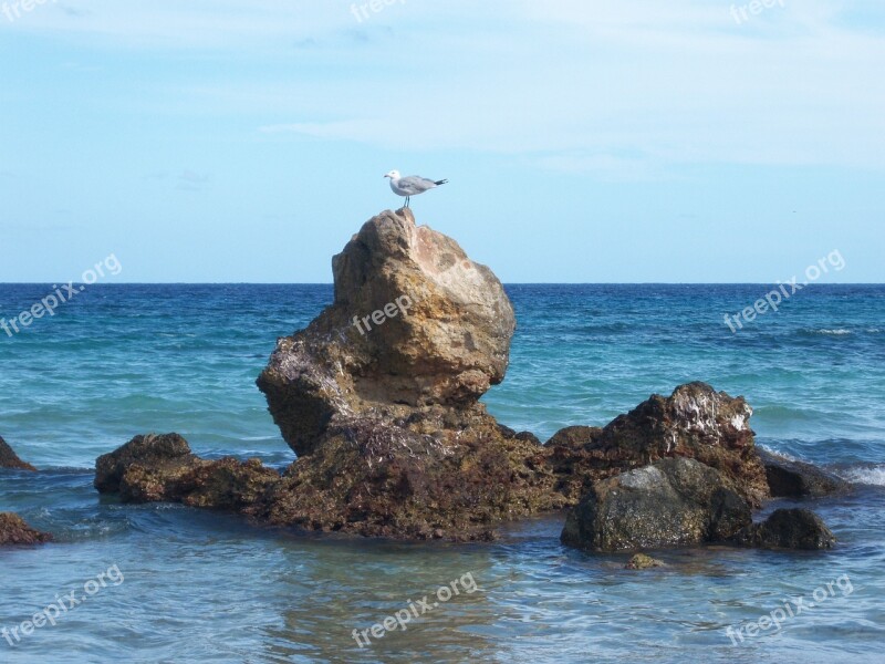 Seagull Rock Sea Free Photos