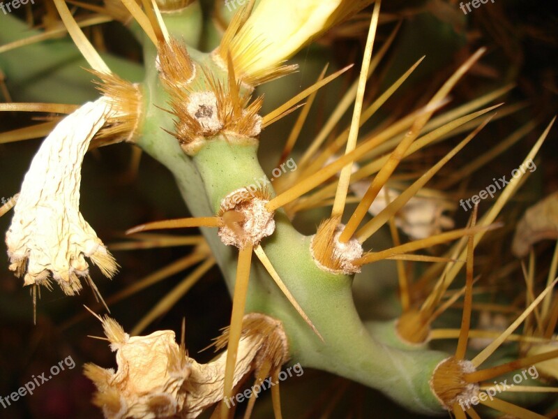 Cactus Flower Arizona Plant Desert