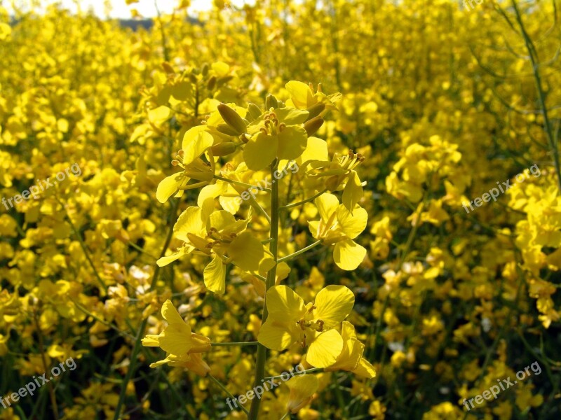 Oilseed Rape Field Of Rapeseeds Yellow Free Photos