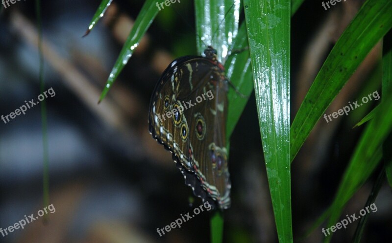 Butterfly Insect Butterflies Flower Grean