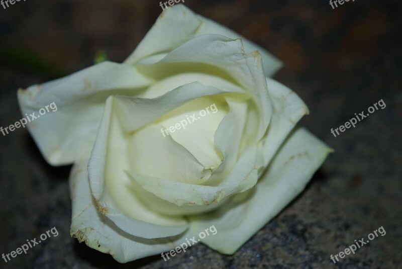 White Flower Blossom Flora Flowers