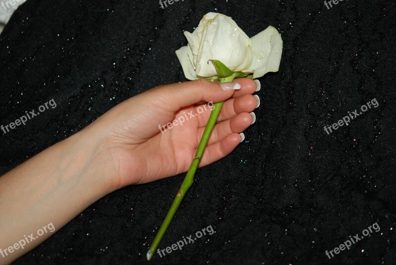 Hand Wedding Roses Hands Finger