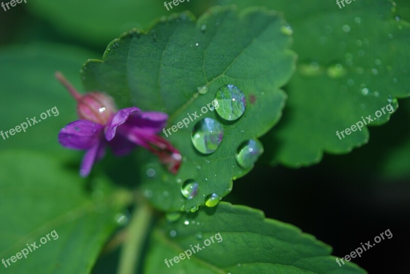 Leaf Plant Flower Ornamental Garden-lunaria