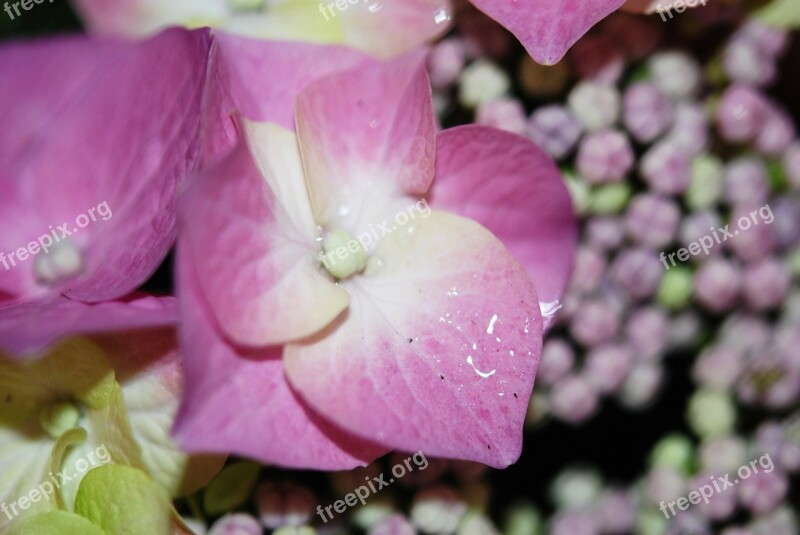 Flower Pink Rose Drops Plant