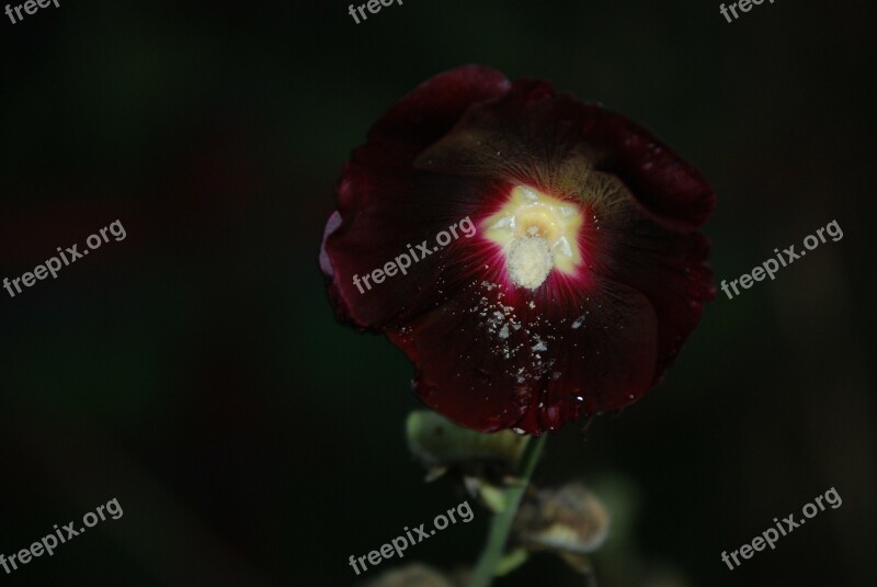 Flower Pink Rose Drops Plant