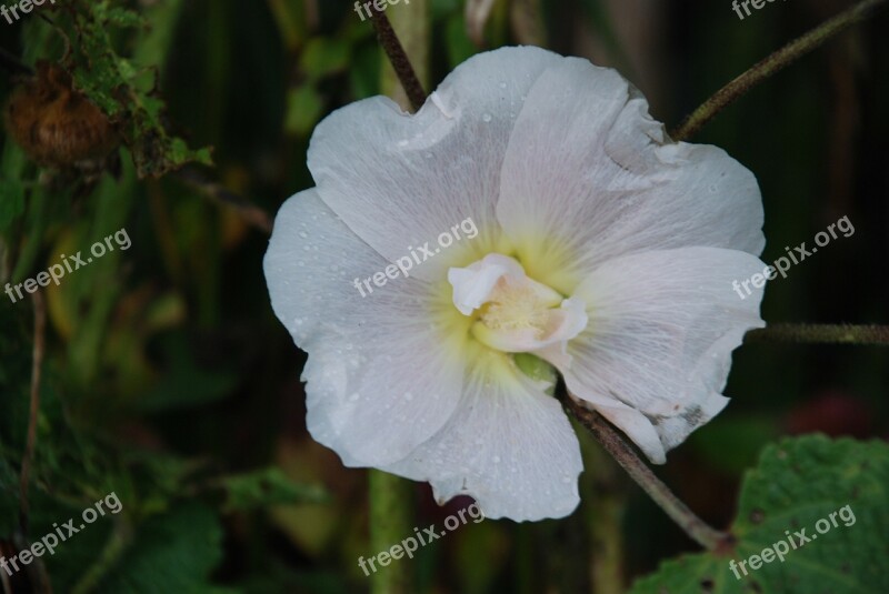 Flower White Rose Drops Plant