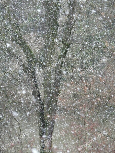 Snowfall Snow Snowflakes Blizzard Winter