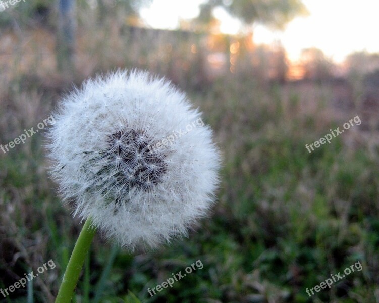 Dandelion Breeze Wind Flower Yard