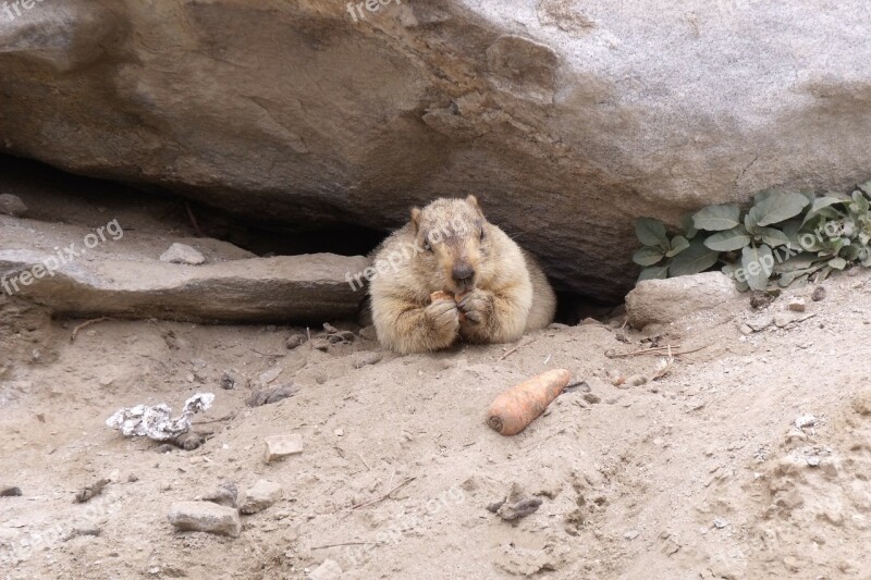 Marmot Rodent Himalayas Karakorum Wildlife