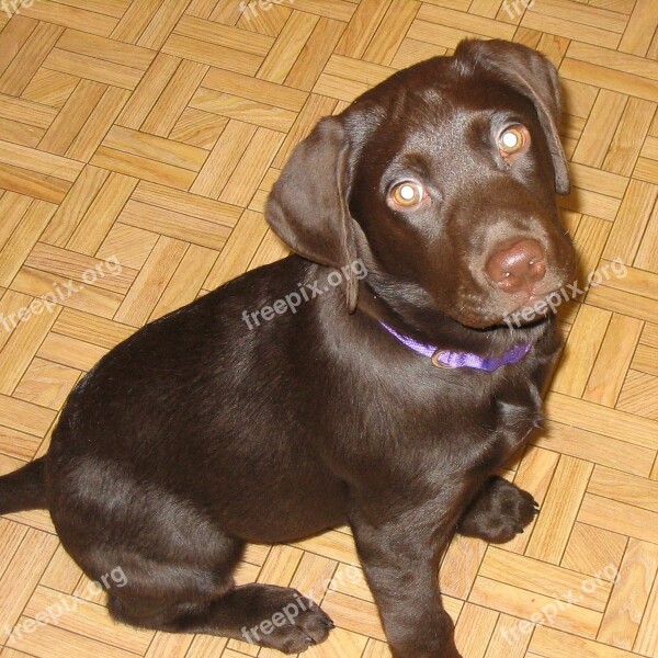 Labrador Lab Retriever Popular Breed