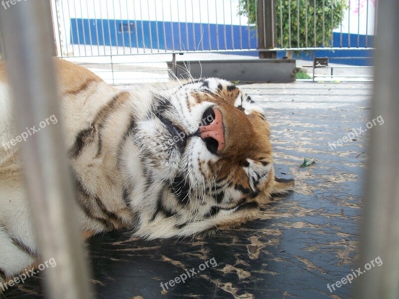 Tiger Cage Animal Animals Fauna