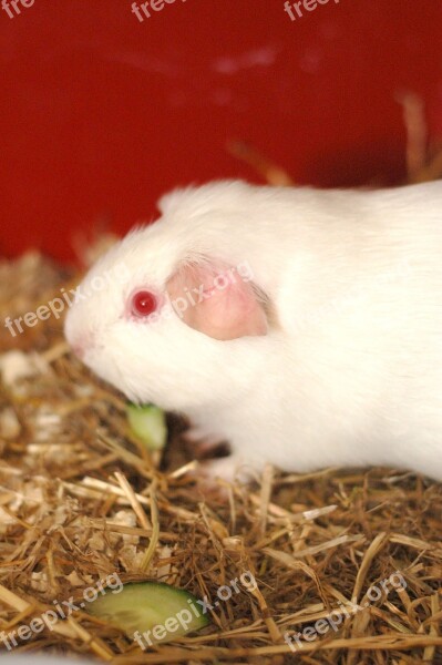 Guinea Pig Animal Rodent Pet