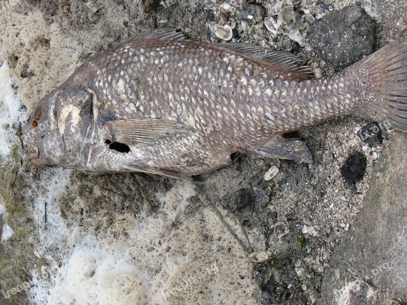 Texture Background Dead Fish Beach