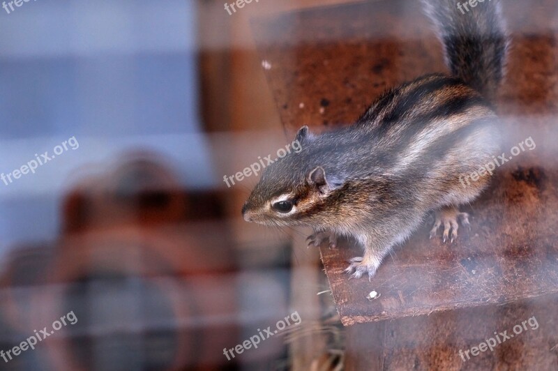 Animal Squirrel Stripy Cage Pet