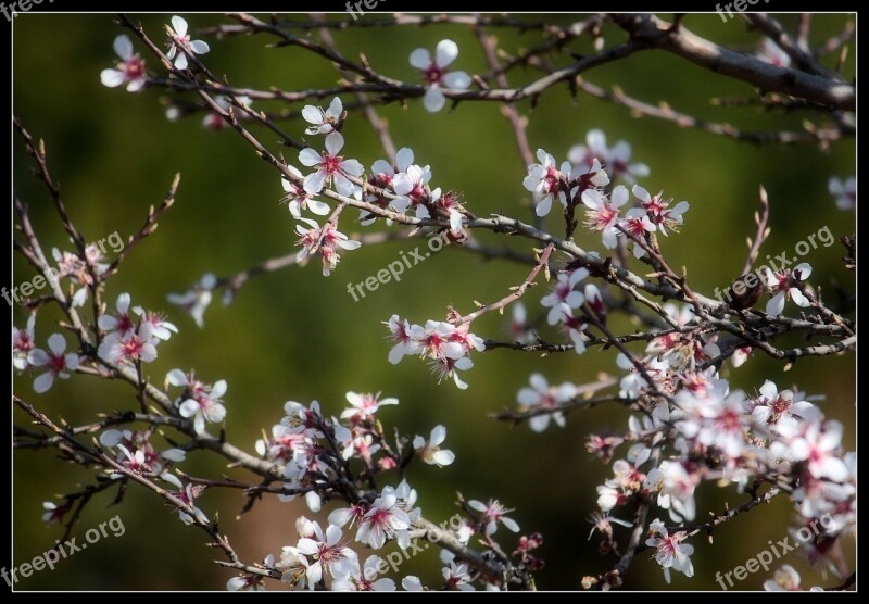 Flowers Cherry Blossoms Branch Tree