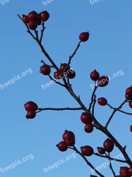 Rose Hip Fruit Sammelfrucht Red Dog Rose