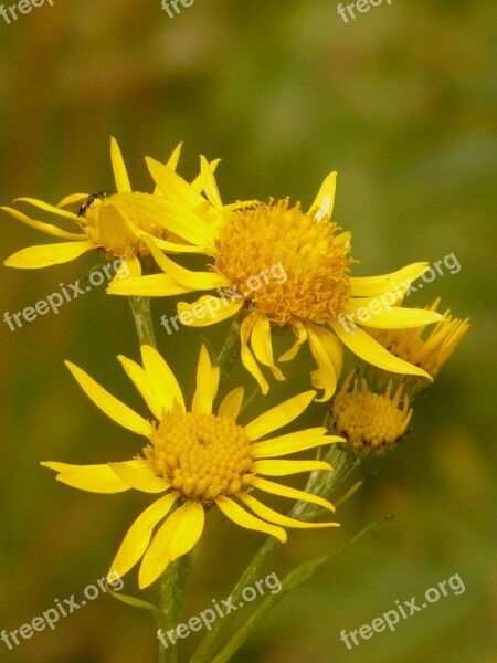 Arnica Arnica Montana Medicinal Plant Flower Blossom