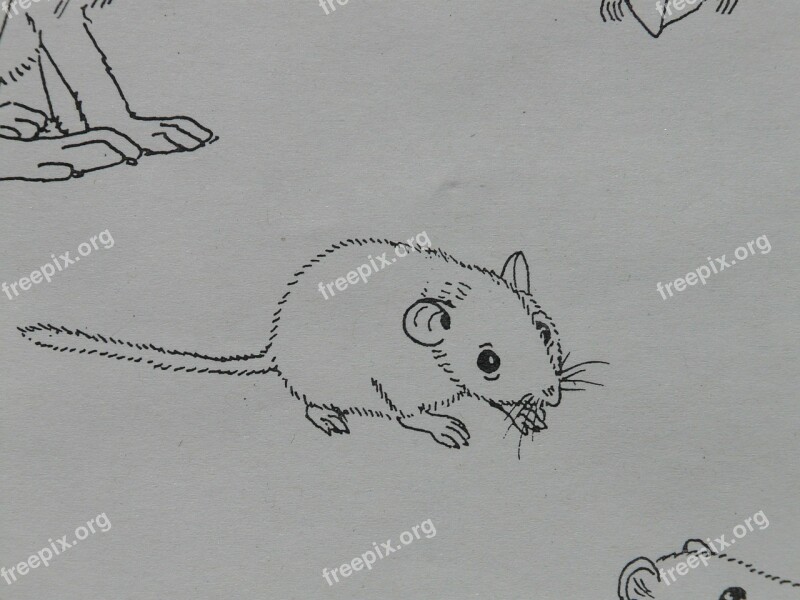 Mouse Animal Coloring Pages Paint Draw